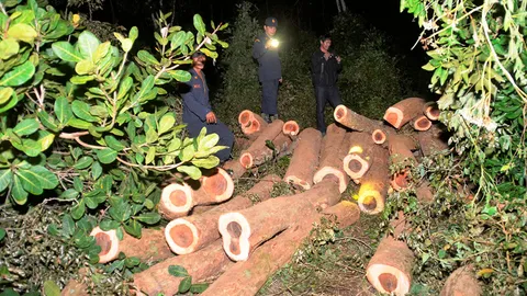 คนร้ายแสบ ลอบตัดไม้พะยูงกลางป่า 7 ต้น ทำทีตัดมะม่วงหิมพานต์บังหน้า