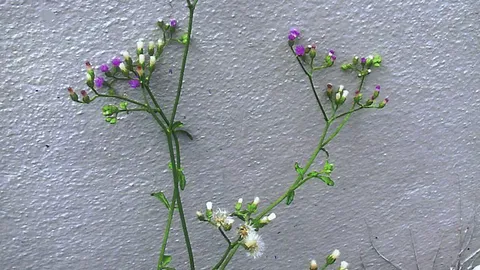 "หญ้าดอกขาว" ลดอยากบุหรี่-ความอ้วน