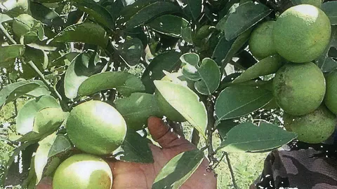 "มะนาว​แป้น​ดก​พิเศษ​ไร้​หนาม"  เก็บ​ผล​ง่าย​น้ำ​เยอะ