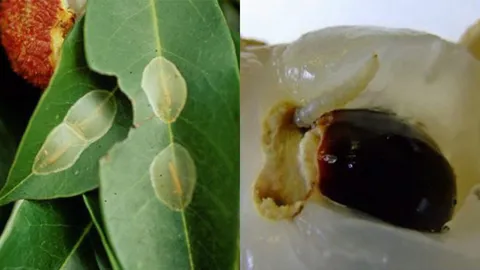 หนอนเจาะขั้วผลลำไย