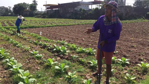 5 เดือน เก็บขายใบยาสูบปลูกริมโขงแซมต้นพริก เกษตรกรหนองคายโกยเงินแสน