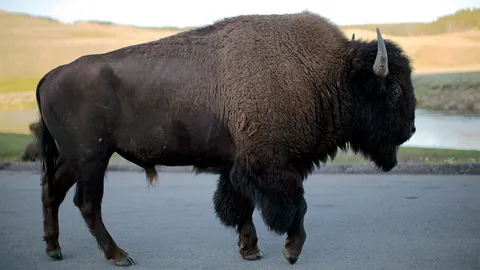เสี่ยงติดเช้ือโรคแท้ง เยลโลว์สโตนลดจำนวนควายป่าไบซัน