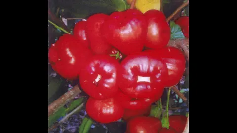 “ชมพู่สตรอเบอรี่”  หวานกรอบสีสวย