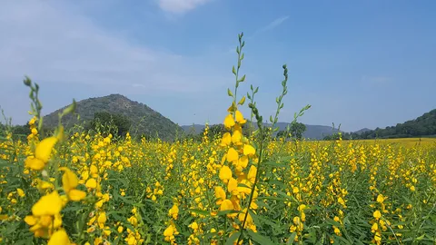 ปอเทือง เหลืองอร่ามที่นครสวรรค์ พร้อมรับ นทท.ยลโฉม