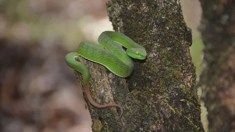 สาวใหญ่มั่นใจเฮง! หลังงูเขียวหางไหม้จันทบูร พันธุ์หายาก โผล่กลางสวน