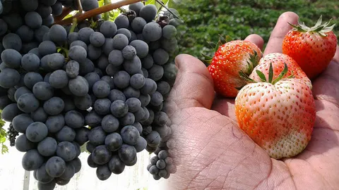 ไปเชียงรายห้ามพลาด สตรอว์เบอร์รี่-ผลไม้เมืองหนาว ที่โครงการหลวงผาตั้ง