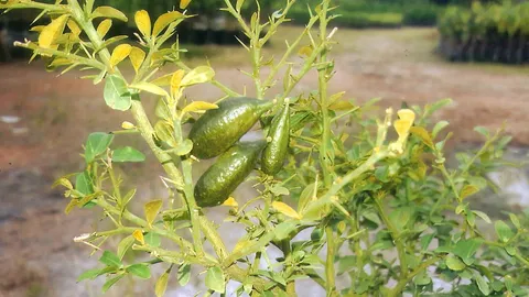 “มะนาวนิ้วคาเวียร์” ปลูกกินและขายคุ้ม