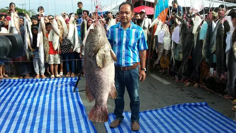 ปลาหมอยักษ์ ที่สตูล พรานเบ็ดเย่อได้หนักเกือบ40กก. บ่งบอกทะเลยังสมบูรณ์