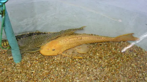 เอเลี่ยนเขมือบสัตว์ท้องถิ่น ก่อนสมดุลธรรมชาติสูญ