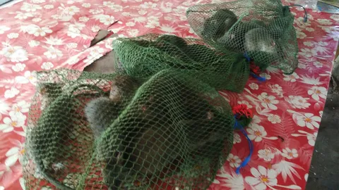 ชาวนาอุบลฯ พ้นฤดูทำนา ผันตัวมาจับหนูนาขาย ย้ำอร่อยสุดต้องกินช่วงนี้ 