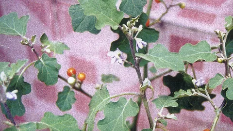 “มะแว้งต้น” กับวิธีกินไม่ห่อเหี่ยว