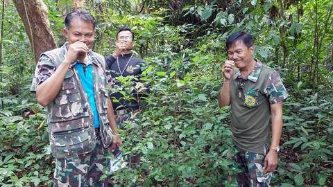 ดมแล้วเหม็นจริง ‘แก้งขี้พระร่วง’ สมุนไพรในตำนาน พบต้นเดียวโด่เด่