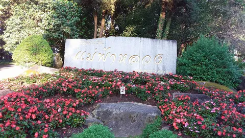 กุหลาบพันปีงามสะพรั่ง ท่ามกลางอุณหภูมิ 9 องศา ในสวนรุกขชาติแม่ฟ้าหลวง