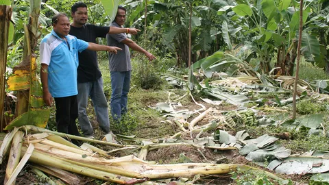 ชาวบ้านวอนช่วย ช้างป่าถล่มสวนกล้วยหอมทองราคาแพง ถูกกินเรียบทั้งสวน