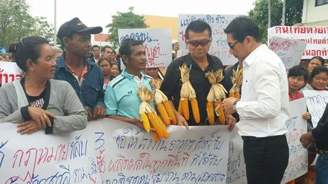 เกษตรกรร้องราคาข้าวโพดตกต่ำ ตัดใจปล่อยทิ้งแห้งคาไร่ บอกเก็บก็ขาดทุน