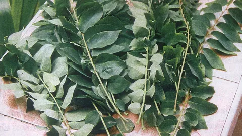 “ก้านและใบมะยม” เพิ่มเลือดความดันต่ำ