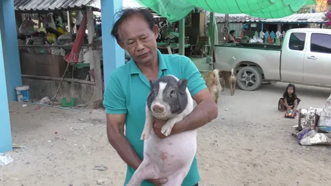 เจ้าของปลื้ม หมู-หมาซี้ย่ำปึ้ก บอก 'เฮงเฮง-เจ้าด่าง' เพื่อนกันตลอดไป 