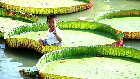 ขอหนูนั่งหน่อย เด็กนครสวรรค์ขอทดสอบความแข็งแรง บัวยักษ์วิกตอเรีย 