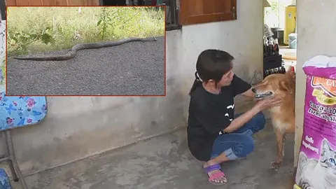 สาวใหญ่เมืองจันท์ผวา งูเห่าจะเข้าบ้าน 2 หมาช่วยรุมกัด เจ็บหนักทั้งคู่