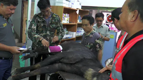 ตายอีกตัว เลียงผาหนุ่ม หลังโรงปูนแก่งคอย ขาเหวอะไม่รู้คนล่าหรือหมากัด 