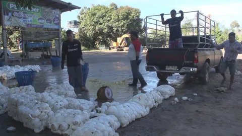 ชาวสวนยางมุกดาหาร เร่งนำยางก้อนถ้วยมาขาย หลังราคาพุ่งขึ้นในรอบ 3 ปี