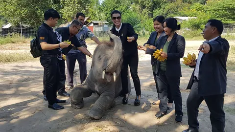 กลุ่มคนรักสัตว์มอบกล้วย 2 ตัน เลี้ยงช้างสวมตั๋วที่ถูก ฉก.พญาเสืออายัด