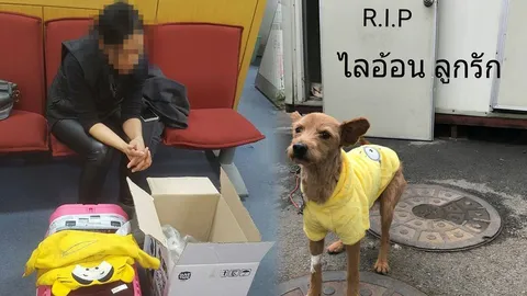 สะเทือนใจ! สาวไทยเศร้าสุนัขหลุดรันเวย์สนามบินเกาหลี ถูกยิงตาย