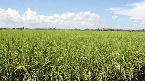 ชาวนา-ชาวไร่ไทยยังจนกรอบ