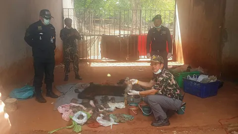 ผลดีเอ็นเอ ซากลูกเสือ วัดป่าตาบัว ไม่ตรง6ตัว เชือดข้อหา ค้า-สัตว์ป่า