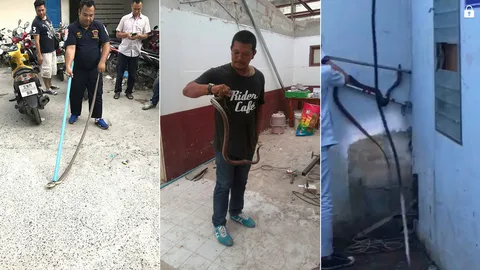 ตร.ป่าตอง ไม่เคยกลัวใคร งง! 3 วันสารพัดงูบุกโรงพัก ตกกะใจหนีกระเจิง