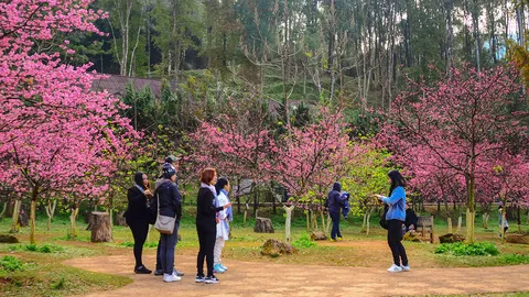 งามแต๊แต๊! หนาวนี้ชม 'ดอกซากุระ' บานสะพรั่งที่ดอยอ่างขาง สวยจับใจ