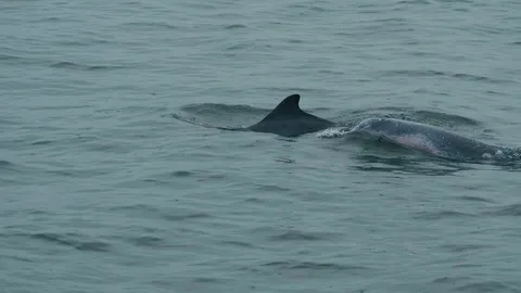 นักวิจัยทางทะเลรุดสำรวจฝูงโลมาหลังโหนก-โลมาอิรวดี บริเวณทะเลตรัง