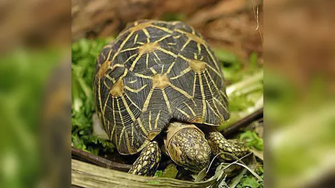 ขโมยอีก65ตัว ‘เต่า’หายาก ที่เก่า-เวลาใหม่ ซ้ำรอย‘มิ.ย.59’