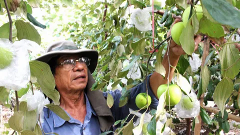 บ้านฉางชูประชันพุทราลูกโต "ซุปเปอร์จัมโบ้"