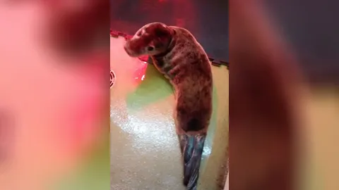 ลูกแมวน้ำพลัดหลงไปไกลจากทะเลกว่า 11 กม.