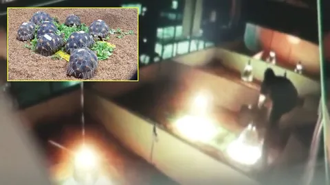 เปิดวงจรปิดตามล่า มือขโมยเต่า 62 ตัว ตร.ขอเวลาทำงานสักนิด (ชมคลิป)