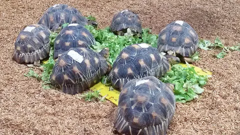 เชื่อฝีมือคนในขโมย 'เต่า' กรมอุทยานฯตั้งกรรมการสอบ พบปมขัดแย้งภายใน