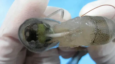 กุ้งขี้ขาว...มันมาอีกแล้ว