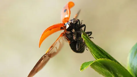 สัตว์บกที่อพยพ ขนานใหญ่สุดๆในแต่ละปี