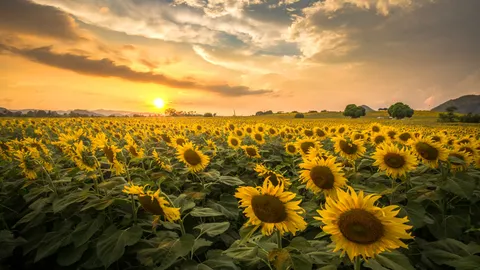 ไปถ่ายรูปกัน! ทุ่งทานตะวัน 500 ไร่