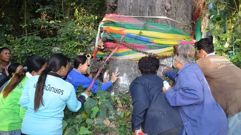 ให้โชคหลายงวด! คอหวยแน่นวัดทรงเสวย ถูๆ หาเลขต้นตะเคียน มีคนเห็น 75-54