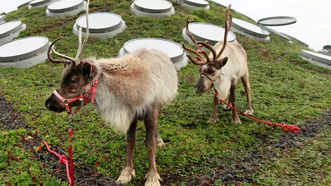 ประชากรกวางเรนเดียร์ลดฮวบน่าใจหาย