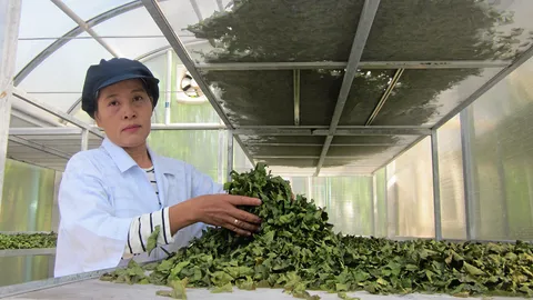 "รางแดง" ชาเกาะเกร็ด สมุนไพร..แก้กษัยเส้น