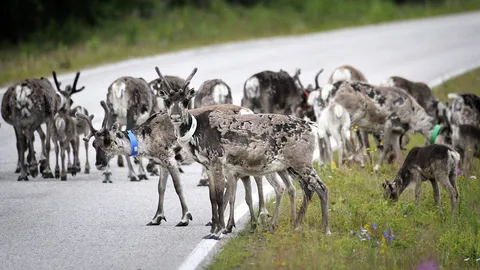 ฟินแลนด์ใช้ APP ช่วยลดอุบัติเหตุบนถนน ป้องกันรถชนกวางเรนเดียร์