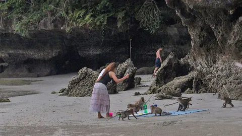 ฝูงลิงแสมป่วน ขโมยของ-แย่งอาหาร อช.หาดเจ้าไหม เร่งป้องกัน-ติดป้ายเตือน