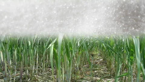 วิจัยธ.ก.ส. เผยแนวโน้ม ศก.เกษตรปี 60 โต 3% คาด อ้อย-น้ำตาล ราคาขยับ