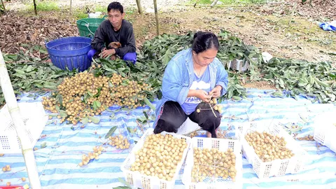ชาวสวนจันทบุรี ระดมญาติเร่งเก็บลำไยส่งล้ง หลังคนงานเขมรหยุดฉลองปีใหม่