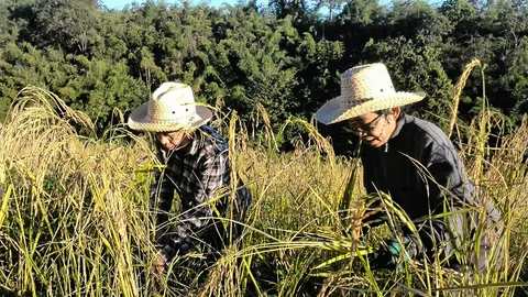 วิถีพอเพียง นำทางคนเมืองกรุง ค้นพบ ชีวิตใหม่...ที่ใช่เลย!