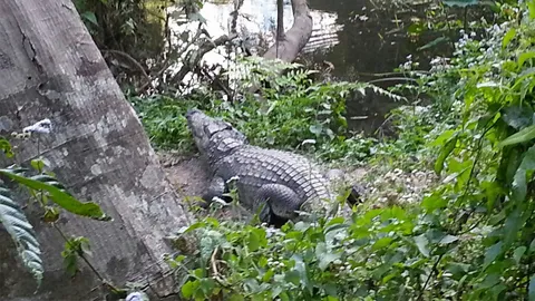 ฤทธิ์จระเข้เขาใหญ่! กัดน่อง นทท.ฝรั่งเศส ขณะมุ่งหน้าน้ำตกเหวสุวัต