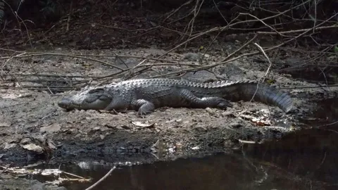 คืบหน้า จระเข้เขาใหญ่กัดสาวฝรั่งเศส พบแผลลึกถึงกระดูก ส่ง รพ.ปลอดภัย